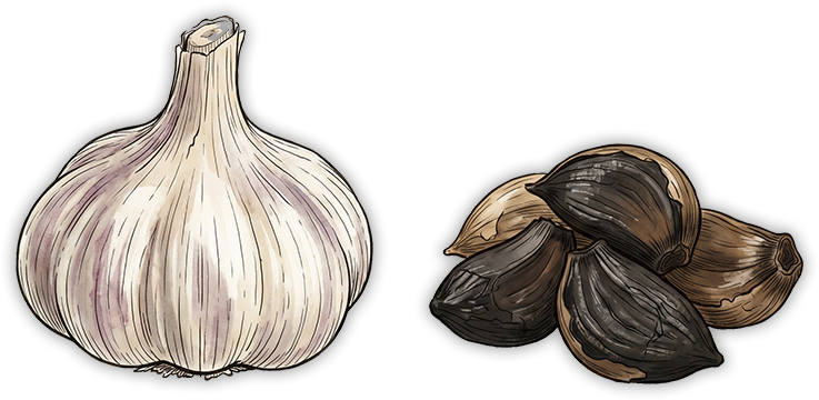 Comparison of fresh garlic and black garlic